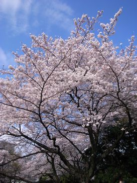桜新宿御苑.jpg