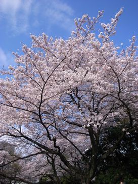 桜新宿御苑.jpg