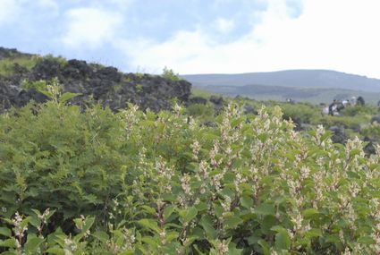 高山植物6~7.jpg