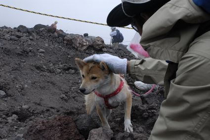 犬も散歩.jpg